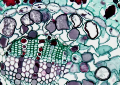 Microscopic view of tissue cells, highlighting regenerative medicine's role in advanced wound care and healing strategies.